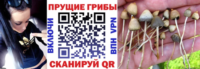 Галлюциногенные грибы Psilocybine cubensis  дарк нет телеграм  Осинники 